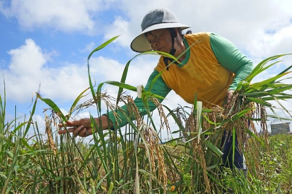 Peningkatan Sarana dan Prasarana Pertanian Singkawang Utara